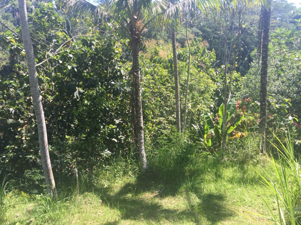 Tanah besar dijual di klusa payangan gianyar