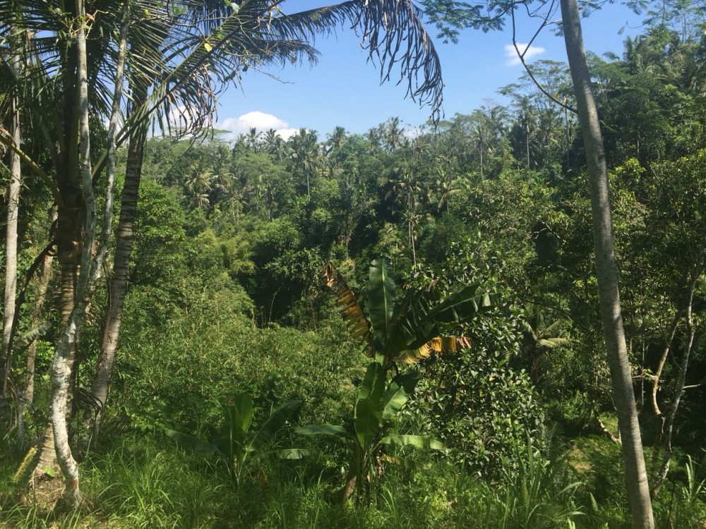 Tanah besar dijual di klusa payangan gianyar