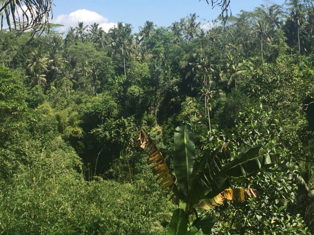 Tanah besar dijual di klusa payangan gianyar
