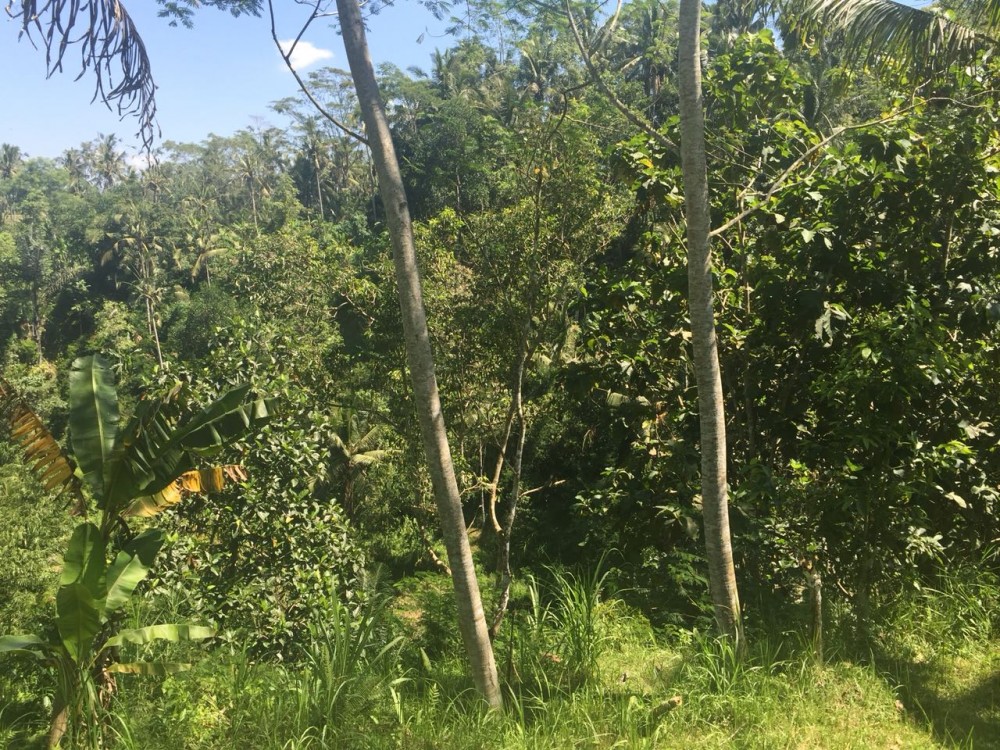 Tanah besar dijual di klusa payangan gianyar
