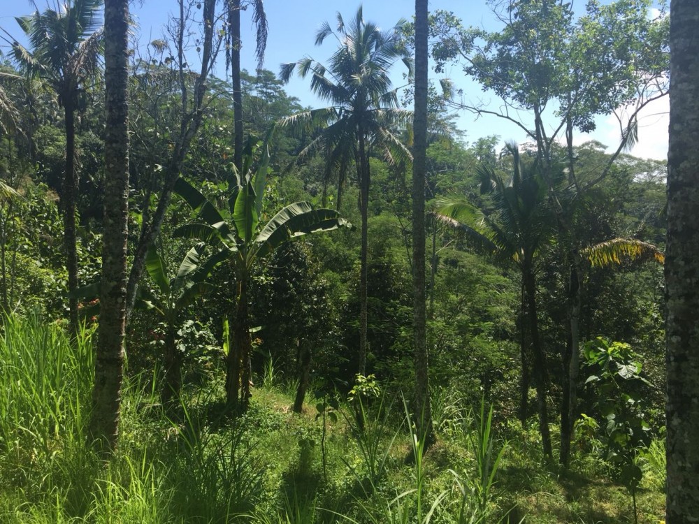Tanah besar dijual di klusa payangan gianyar