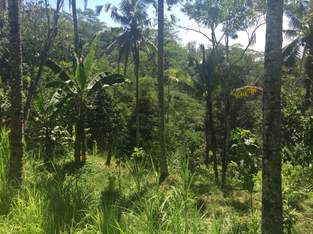 Tanah besar dijual di klusa payangan gianyar
