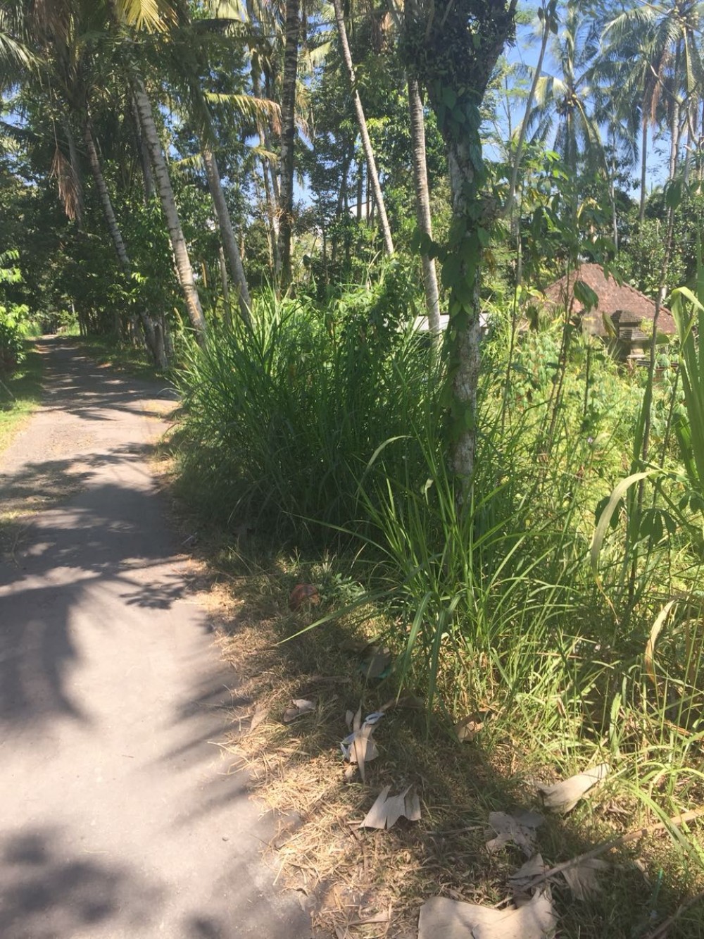 Tanah besar dijual di klusa payangan gianyar