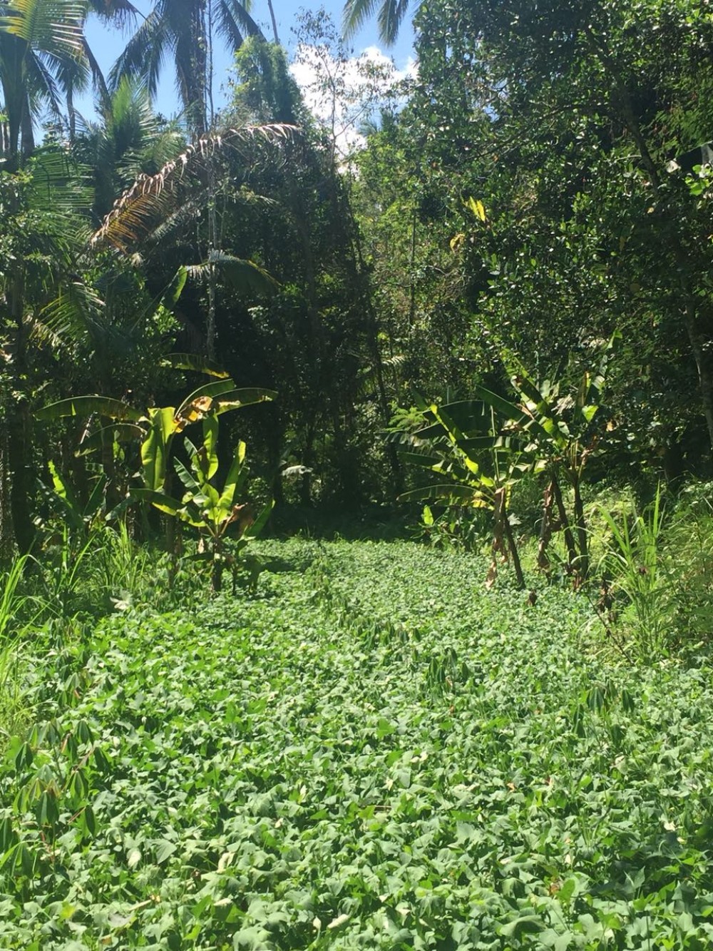 Tanah besar dijual di klusa payangan gianyar