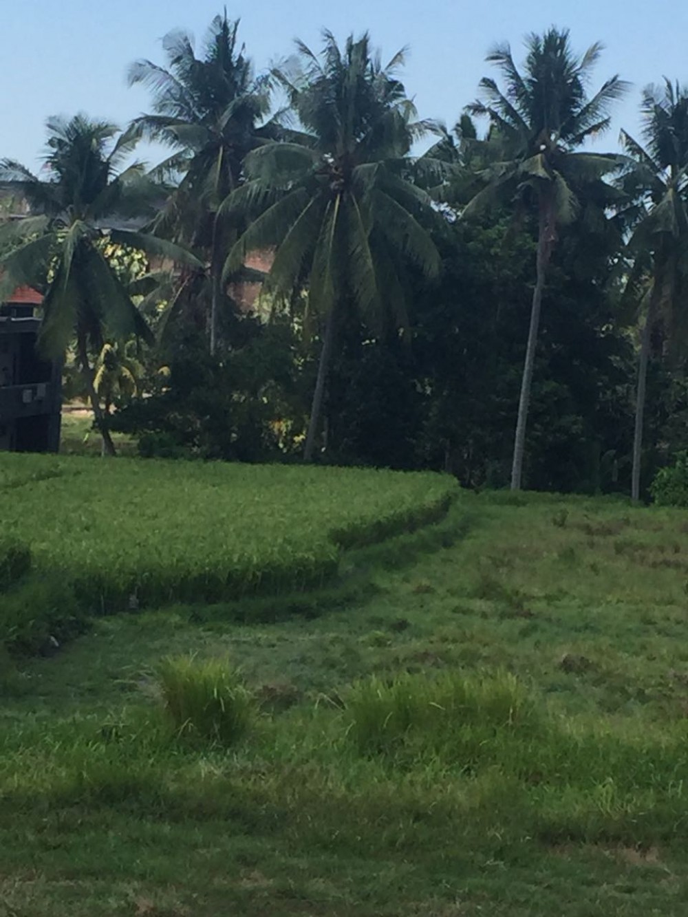 Terrain stratégique à vendre et à la ferme d'ubud central
