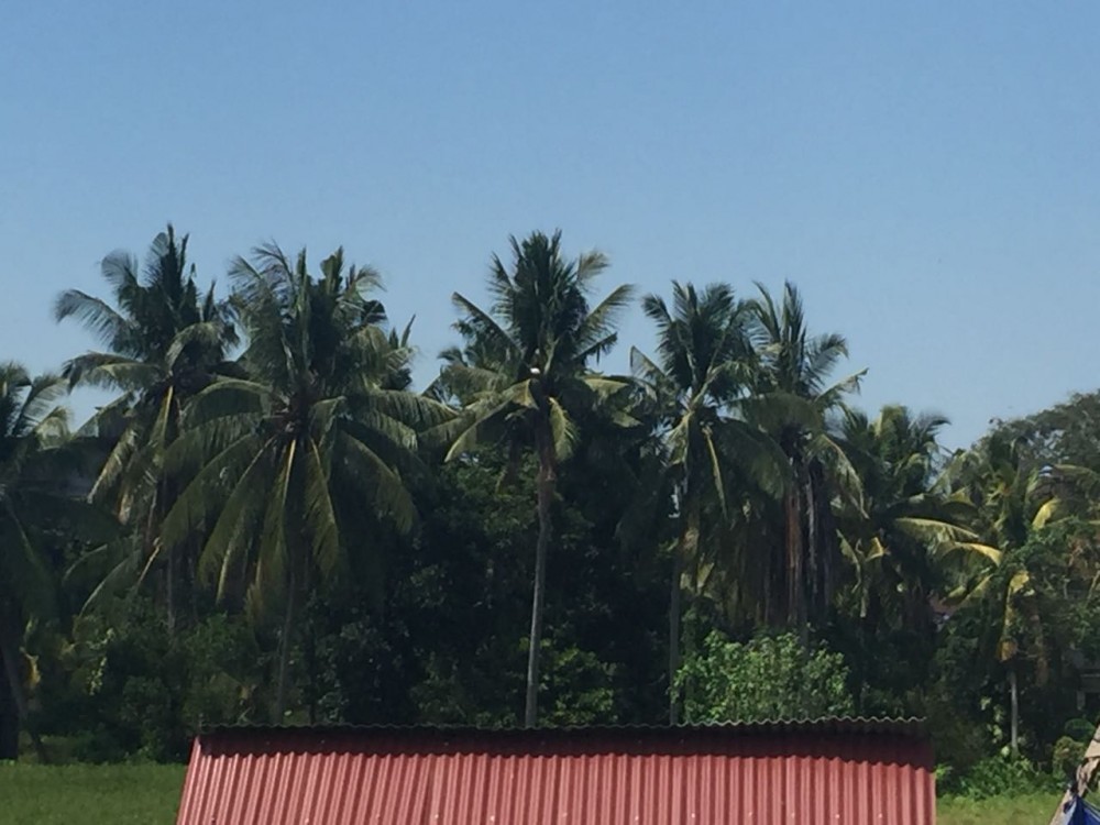 Terrain stratégique à vendre et à la ferme d'ubud central