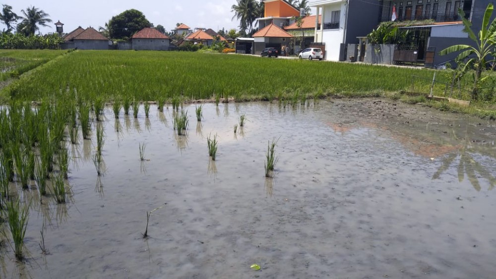 Amazing Land for Lease in Munggu 