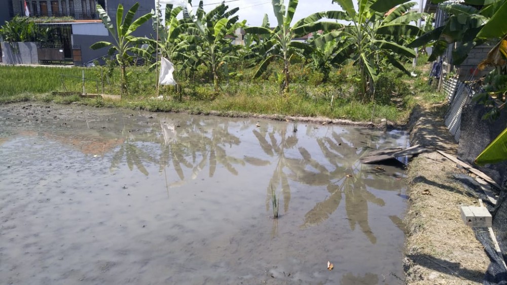 Amazing Land for Lease in Munggu 