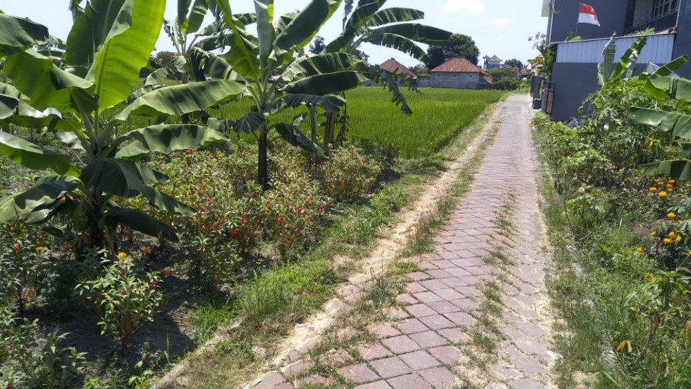 Amazing Land for Lease in Munggu 