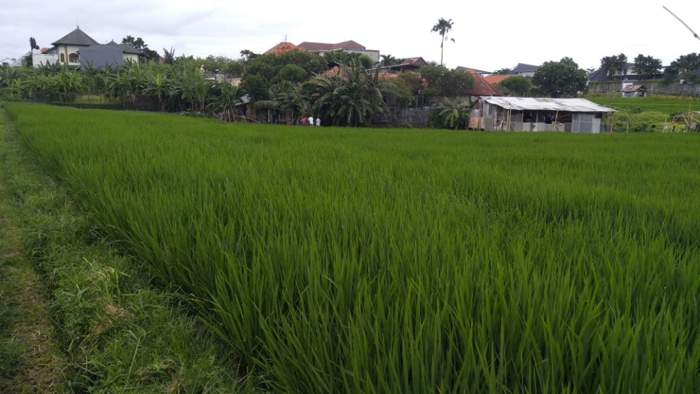 Hot Plots Land For Sale in Berawa