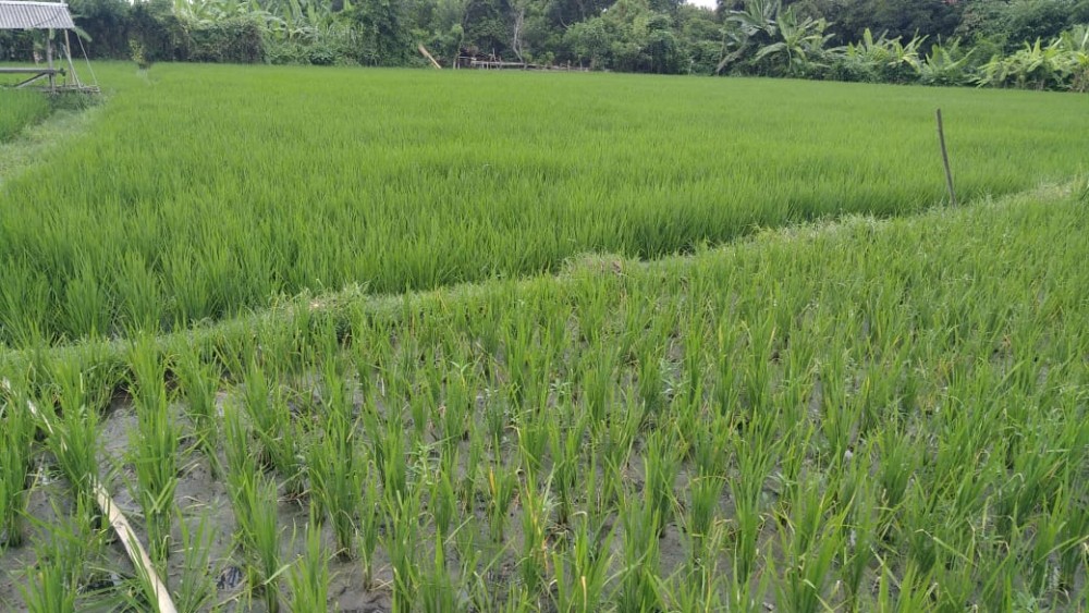 Tanah Hot Plot Dijual di Berawa