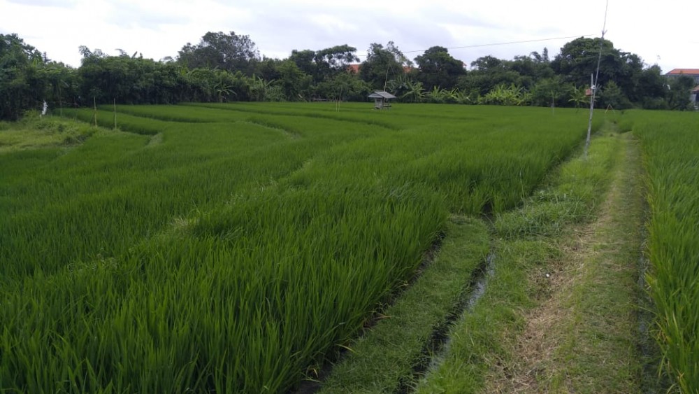 Tanah Hot Plot Dijual di Berawa