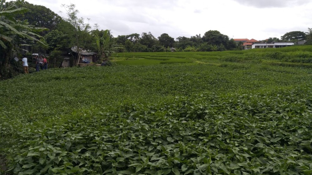 Hot Plots Land For Sale in Berawa