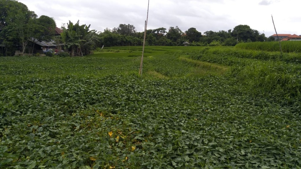 Hot Plots Land For Sale in Berawa