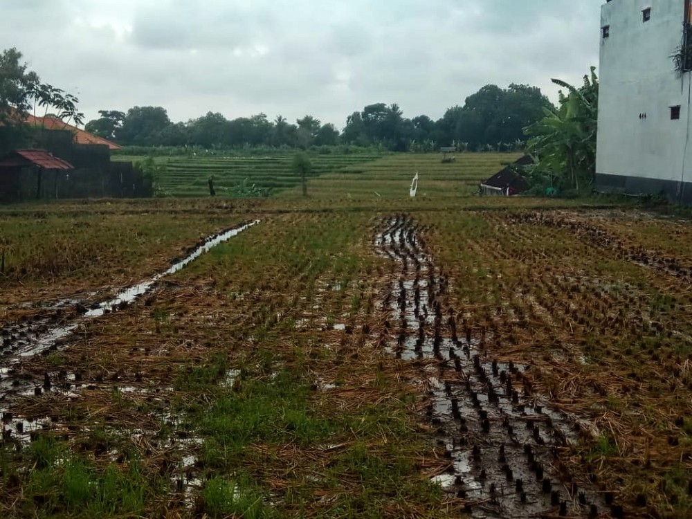 Plot Kecil Sempurna untuk Sewa di Tiying Tutul