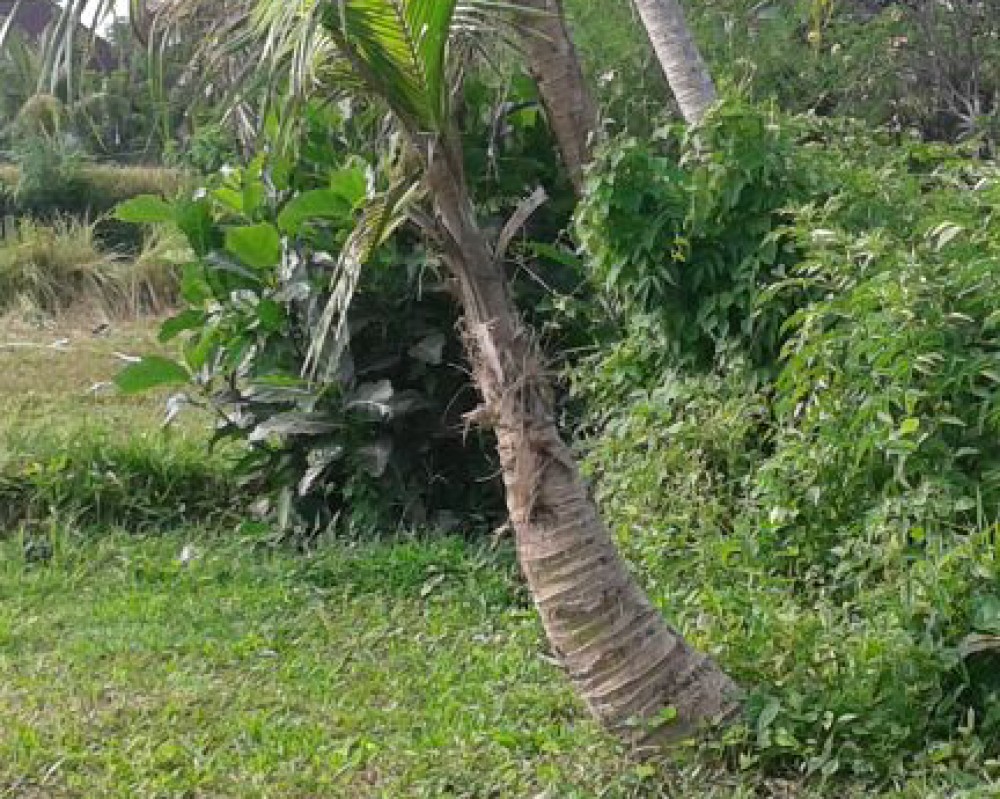 Good Location Freehold Land for Sale in Ubud