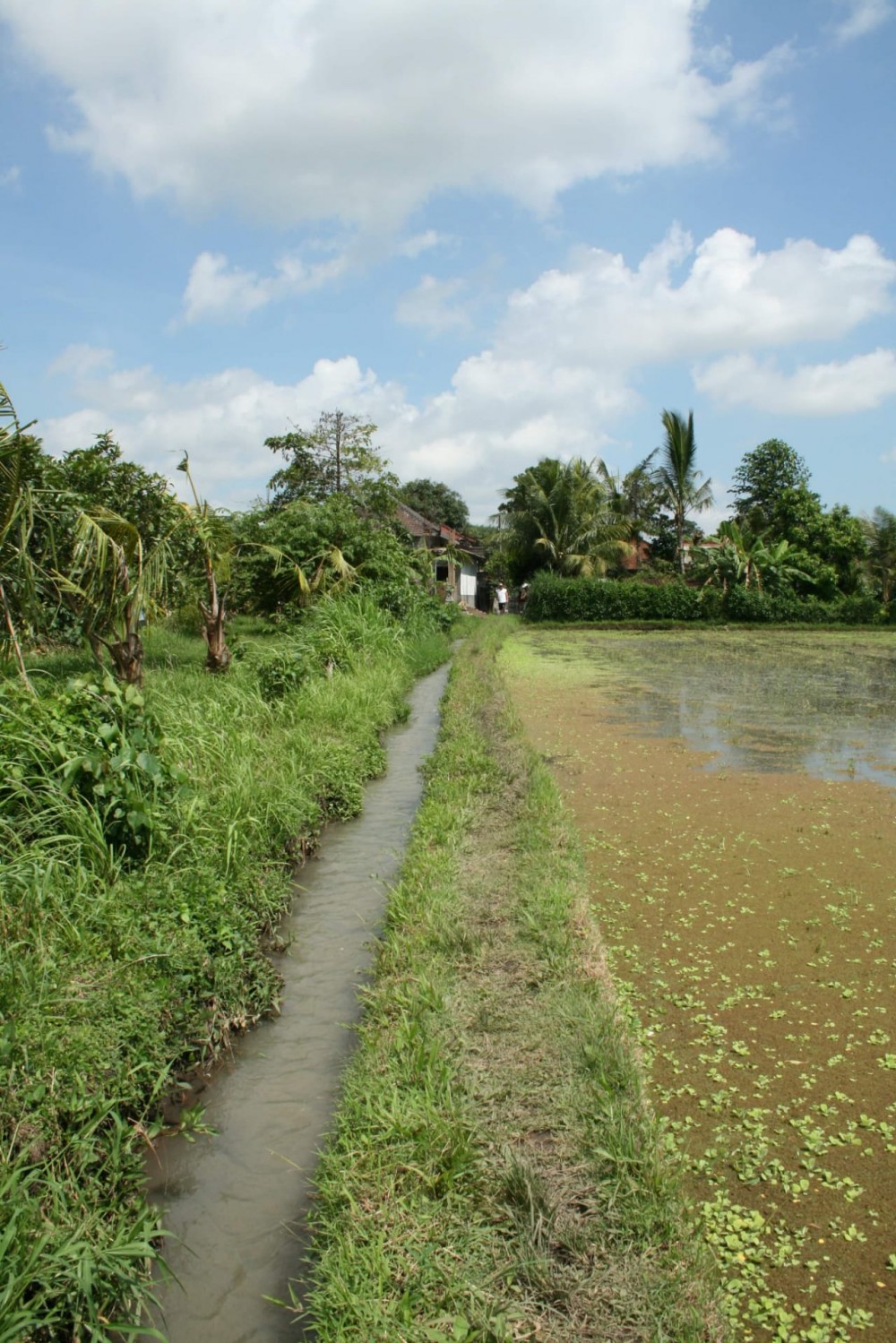 Cantik 16.2 Are Tanah Dijual di Tabanan