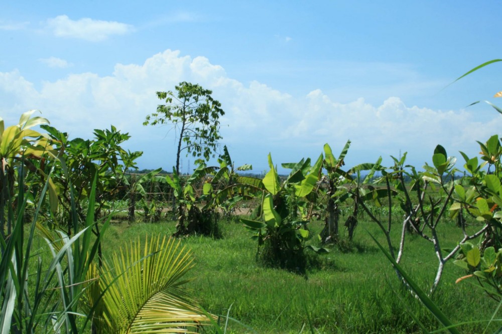 Cantik 16.2 Are Tanah Dijual di Tabanan