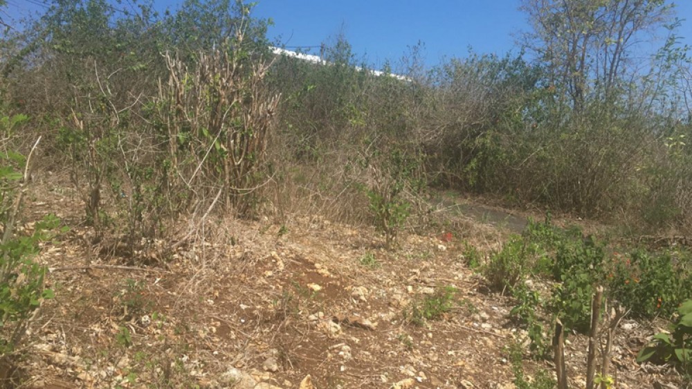 Ocean View Freehold Land for Sale in Ungasan