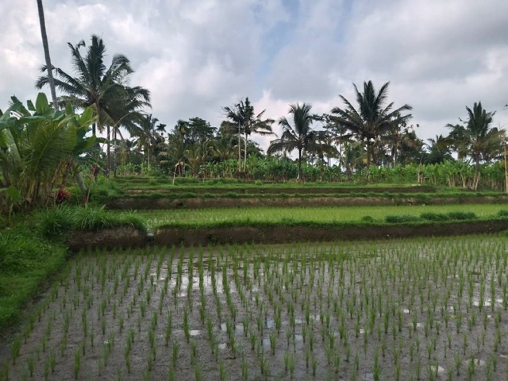 Magnifique terrain avec vue sur les rizières à vendre à Payangan