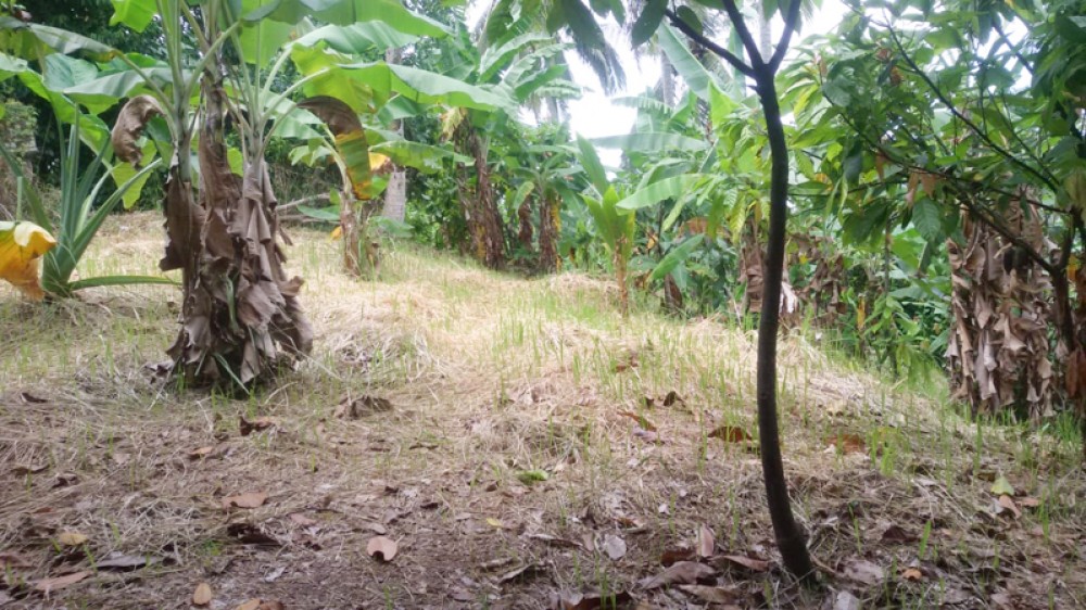 Spacious Land with Ocean View for Sale in Balian