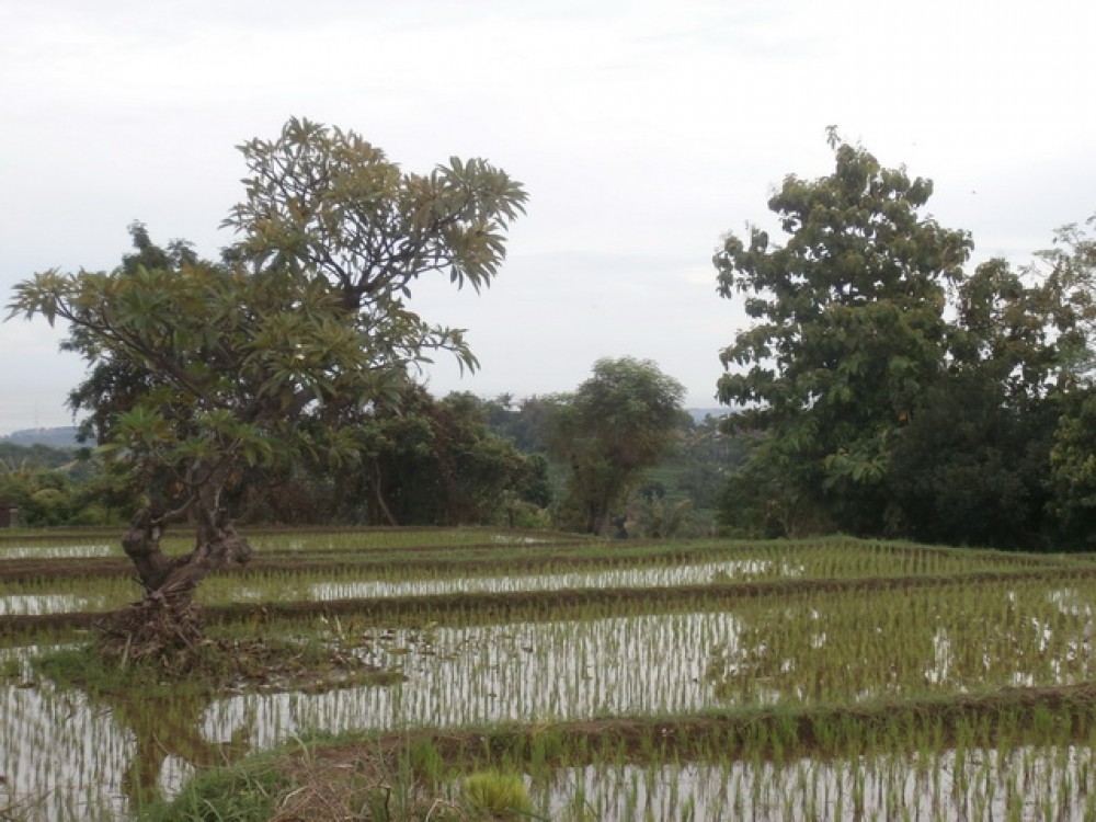 Reduced Price Amazing Landscape Land in North Bali for Sale