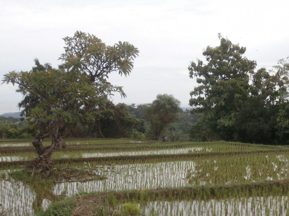 Dijual Tanah Lanskap di Utara Bali Luar Biasa