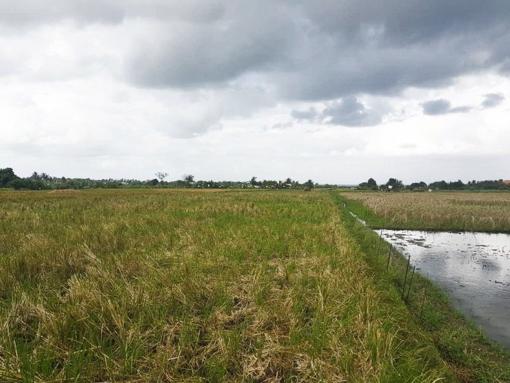 Tanah Freehold Menyapu Indah di Tabanan Dijual