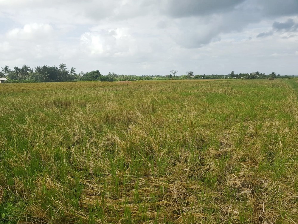 Beau terrain en toute propriété à Tabanan à vendre