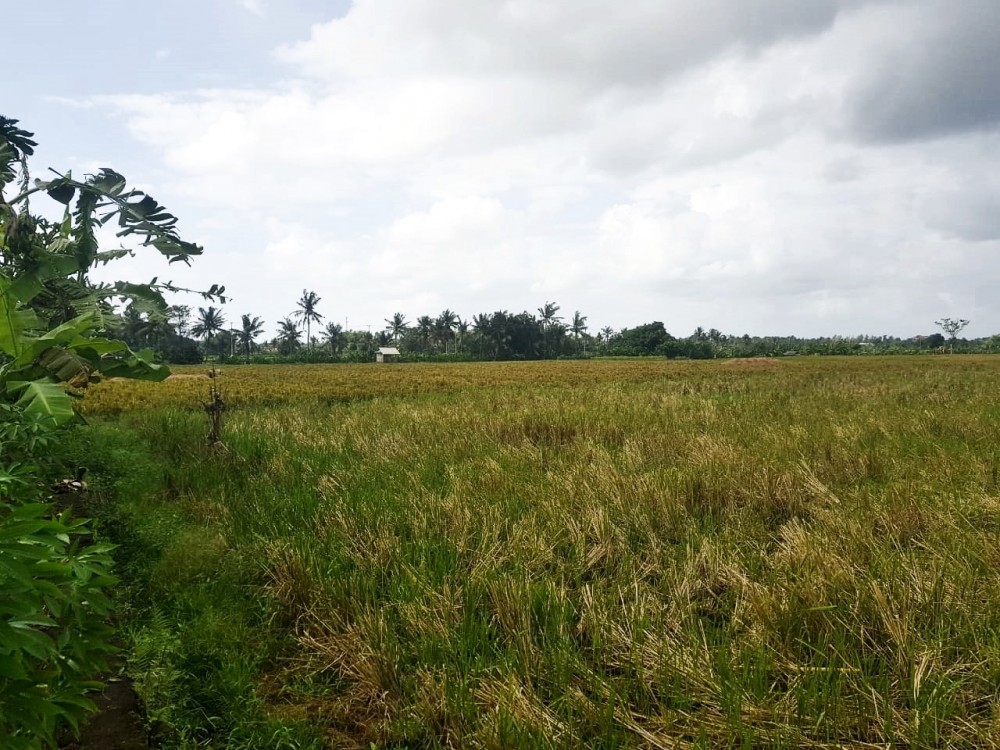 Beautiful Sweeping Freehold Land in Tabanan for Sale