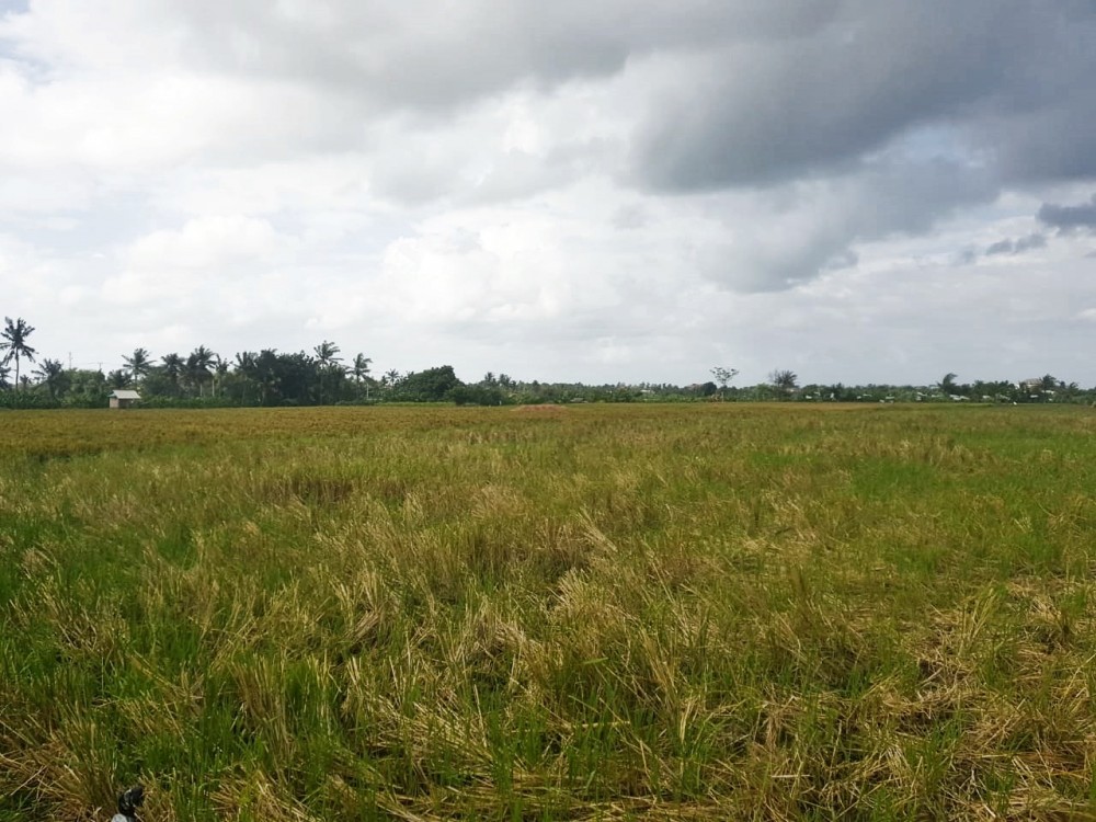 Beautiful Sweeping Freehold Land in Tabanan for Sale