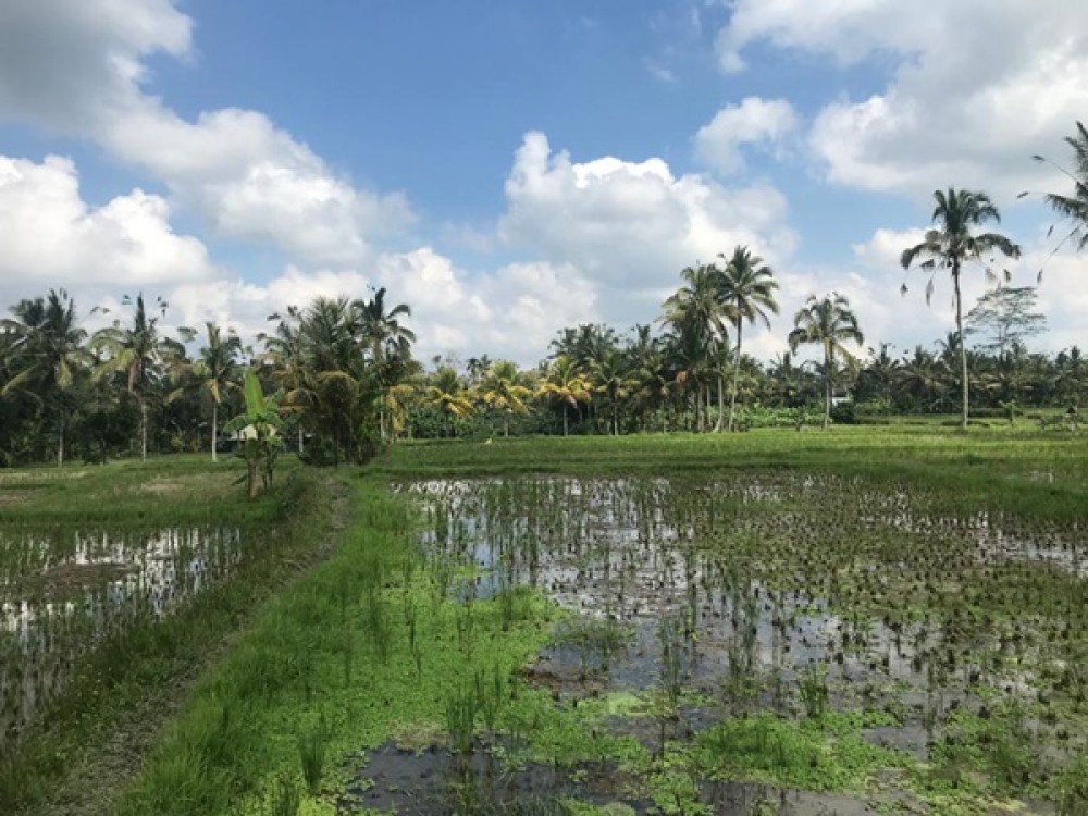 Residential Land with Rice Field View in Ubud for Sale