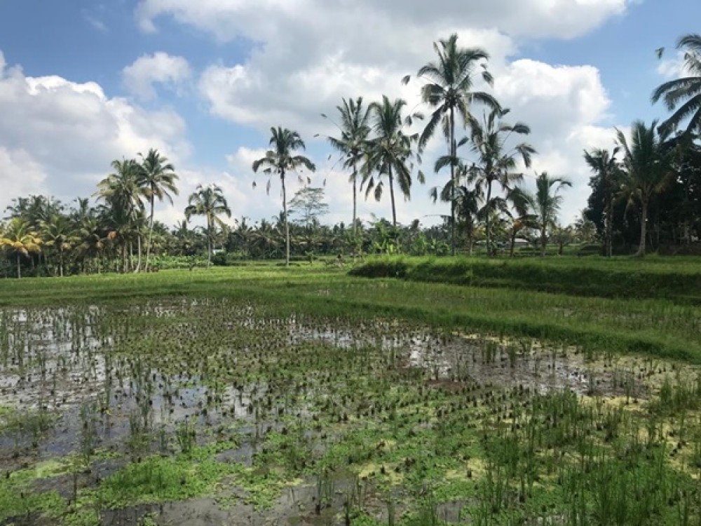 Tanah Hunian dengan Pemandangan Sawah di Ubud Dijual