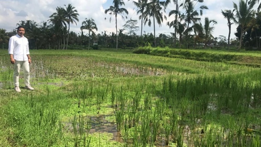Tanah Hunian dengan Pemandangan Sawah di Ubud Dijual