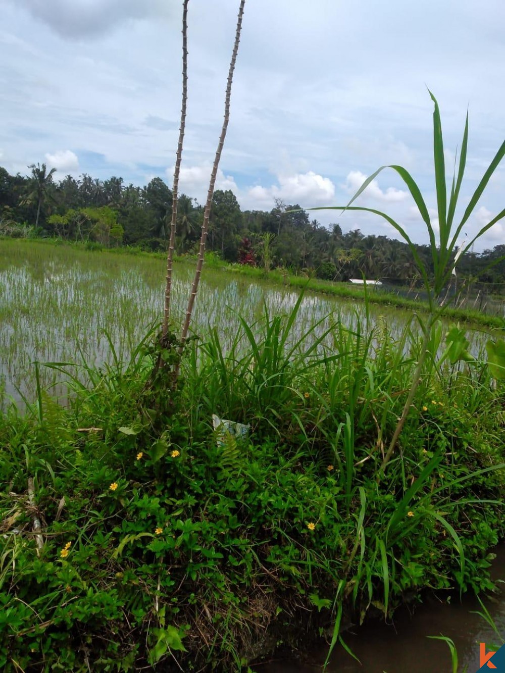 Dijual Tanah dengan Pemandangan Memukau di Tegallalang