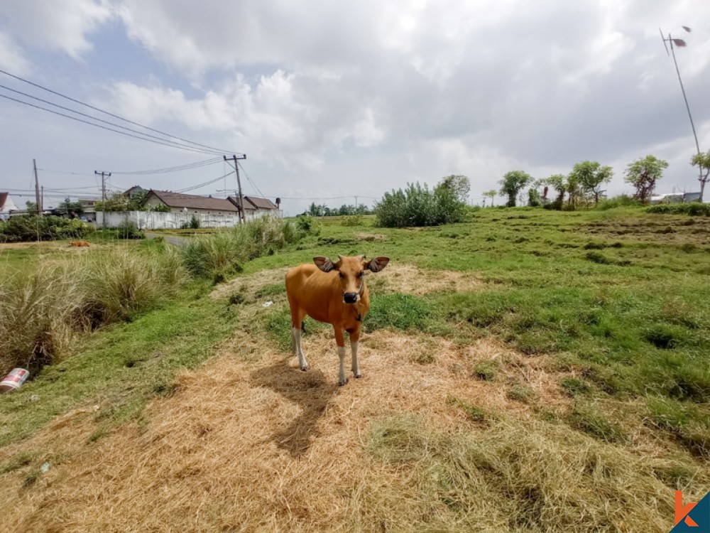 Amazing Rice Paddies Freehold Land for Sale in Kaba-kaba