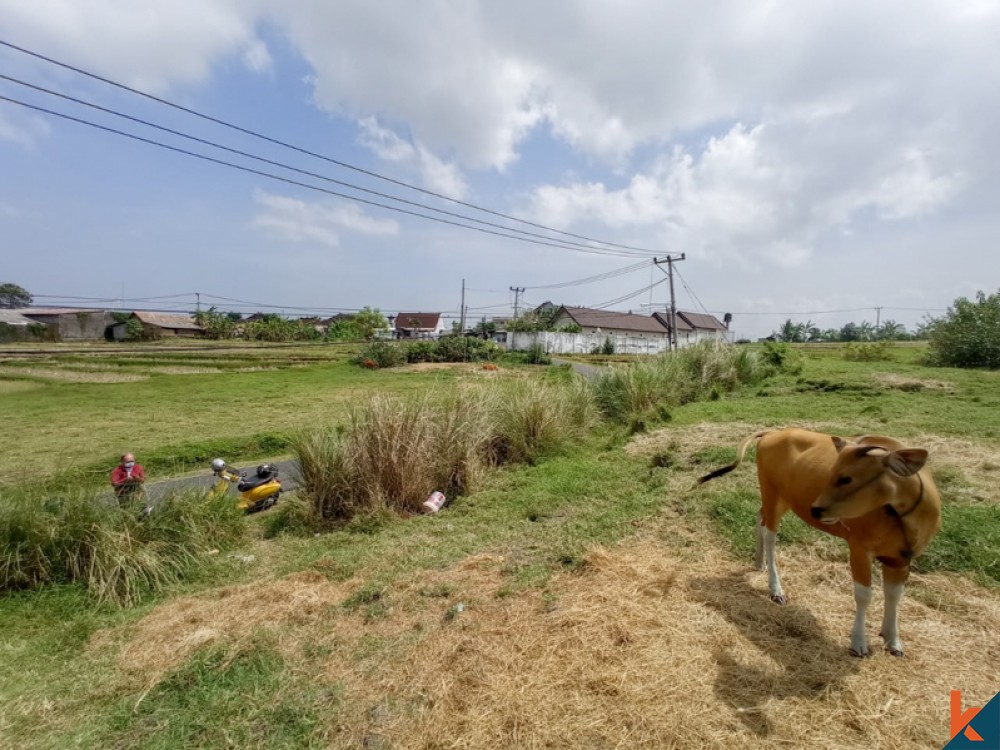 Amazing Rice Paddies Freehold Land for Sale in Kaba-kaba