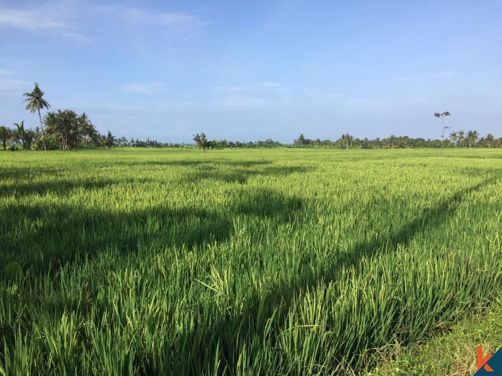 Terrain commercial avec vue sur les rizières à vendre à Kedungu