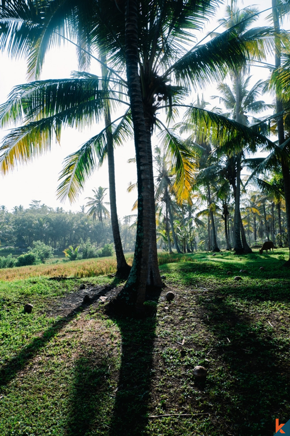 Amazing Tropical Beachfront Land in Balian for Sale