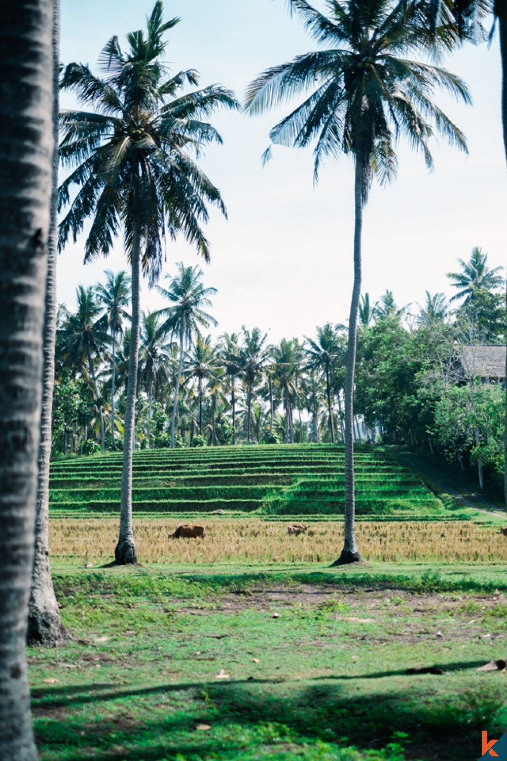 Amazing Tropical Beachfront Land in Balian for Sale