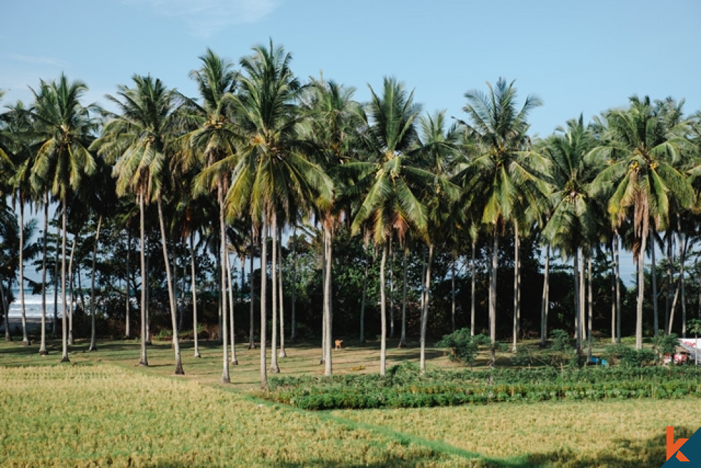 Amazing Tropical Beachfront Land in Balian for Sale