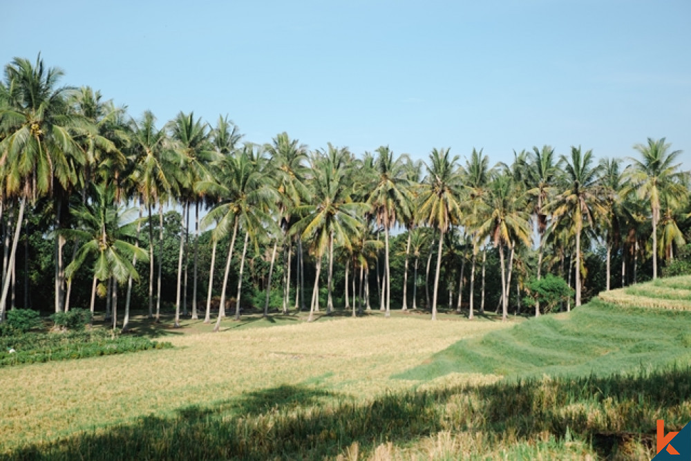 Amazing Tropical Beachfront Land in Balian for Sale