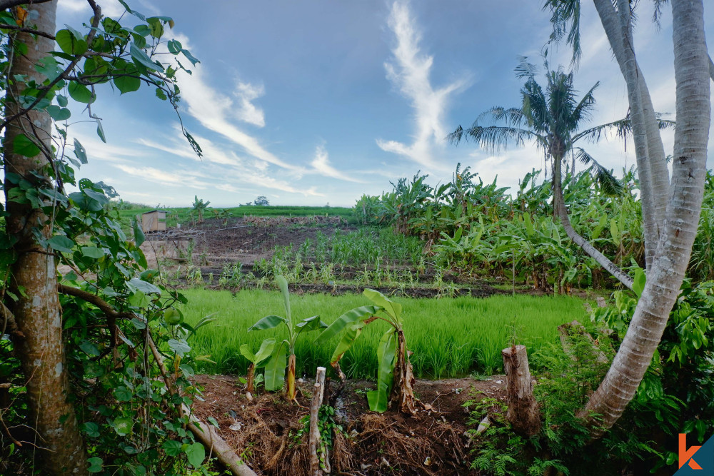 Spacious Land with River and Rice Paddies View for Sale in Canggu
