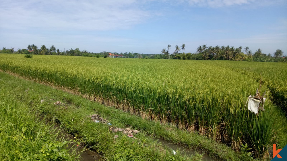 Terrain de la meilleure valeur avec vue sur les rizières à Cemagi à vendre