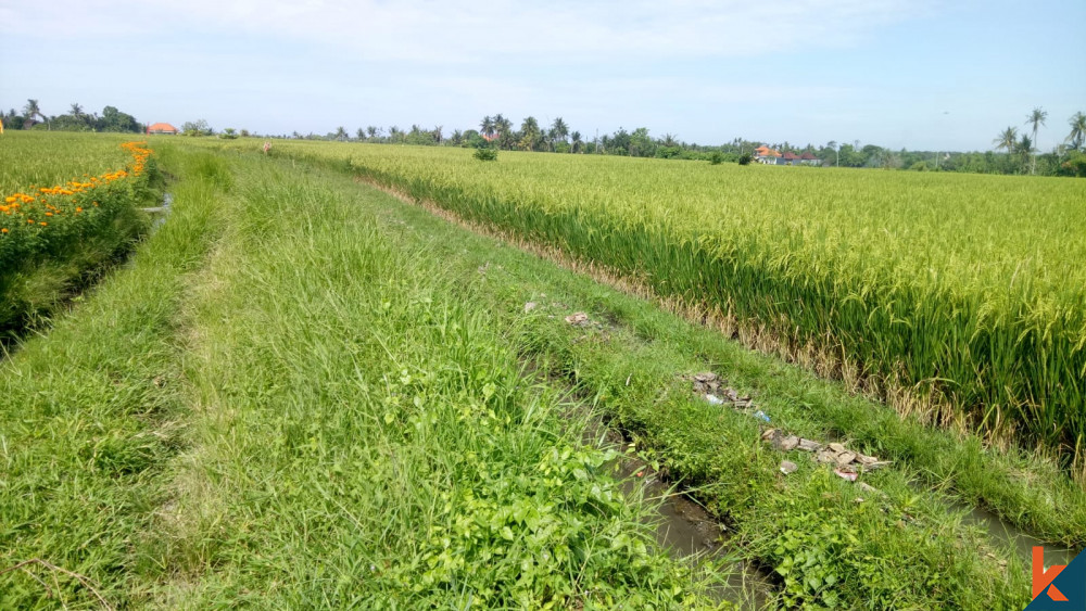 Terrain de la meilleure valeur avec vue sur les rizières à Cemagi à vendre