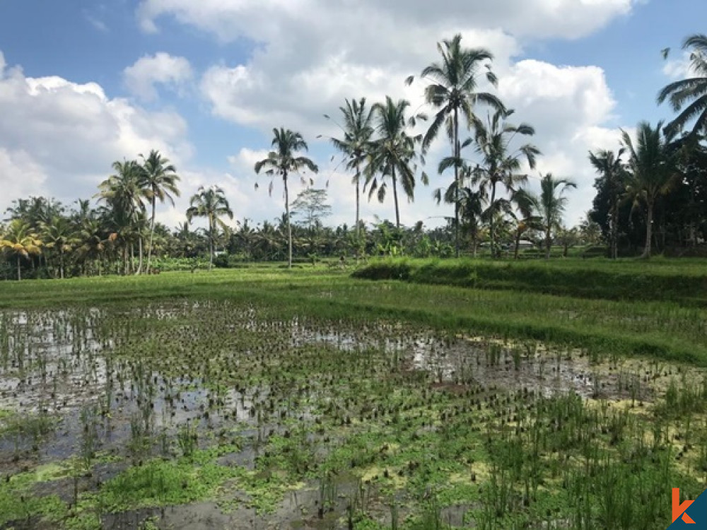 RESIDENTIAL LAND WITH RICE FIELD VIEW IN UBUD FOR SALE