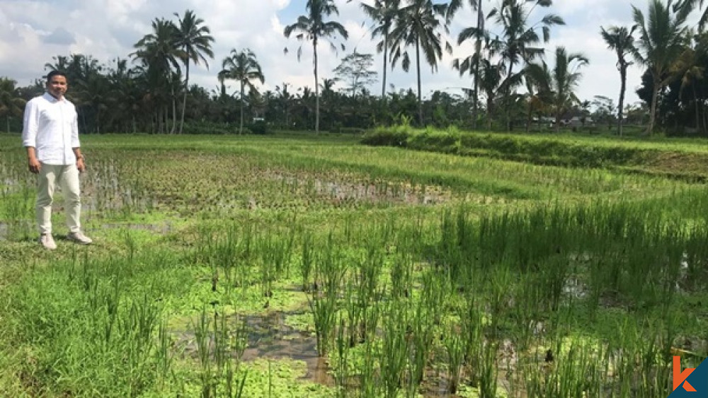 RESIDENTIAL LAND WITH RICE FIELD VIEW IN UBUD FOR SALE