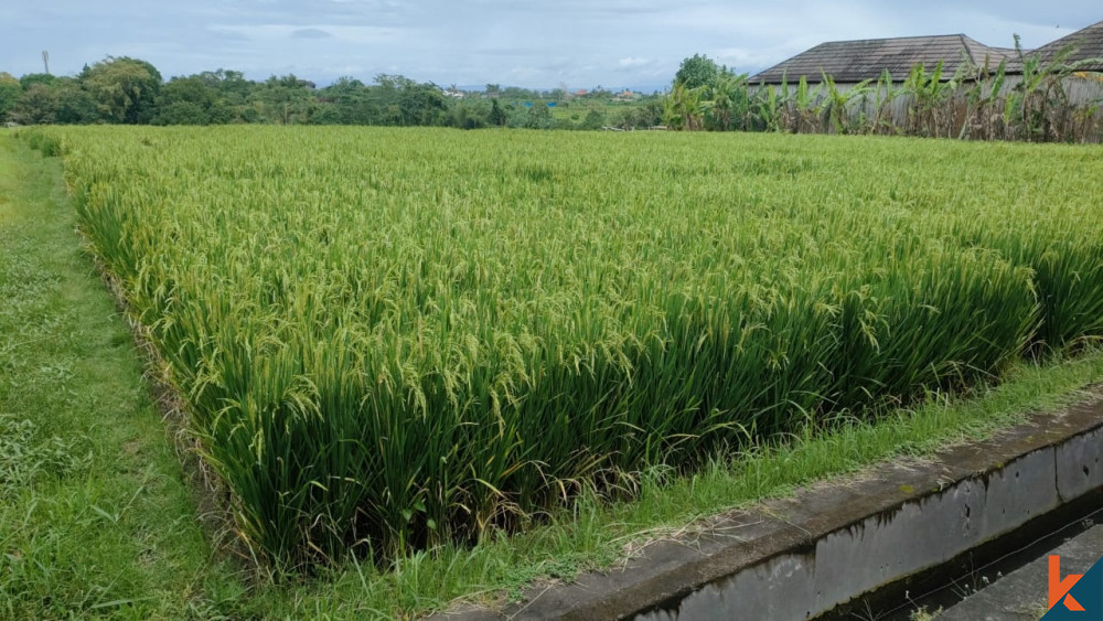 Nice Plot 14.5 ARE in Pererenan for Sale