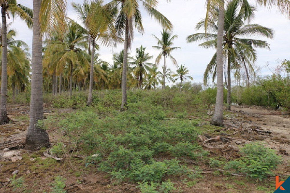 (N6) Coconut Grove Land in Gili Gede For Sale