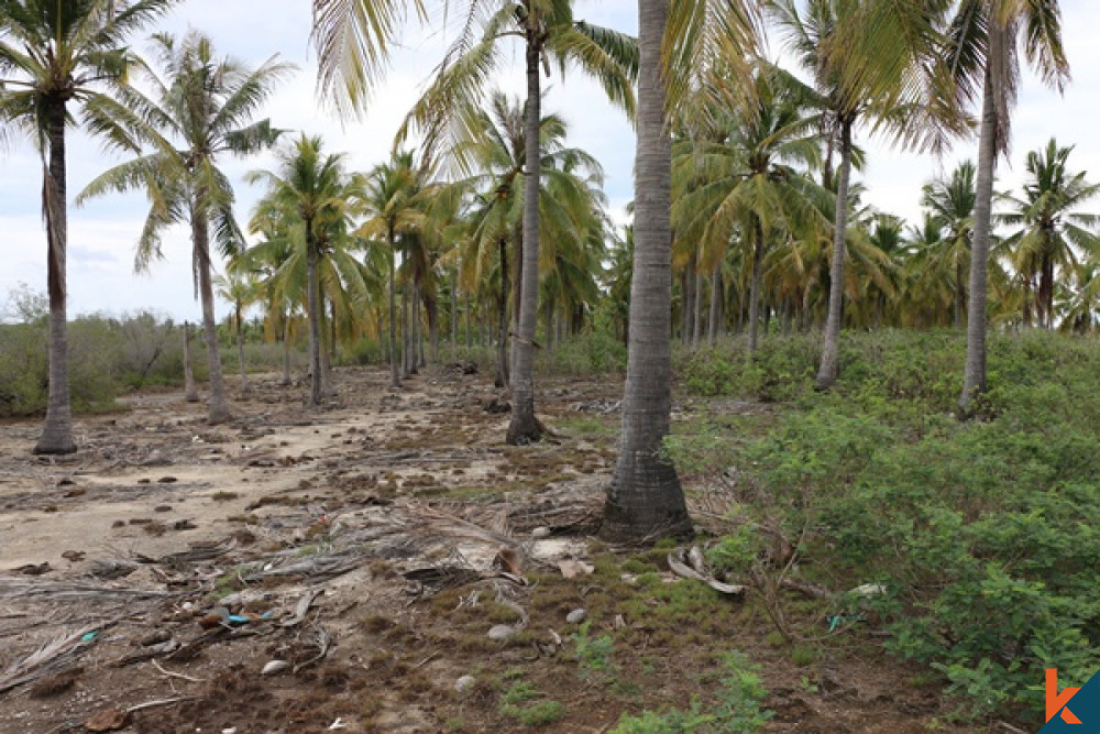 (N6) Coconut Grove Land in Gili Gede For Sale